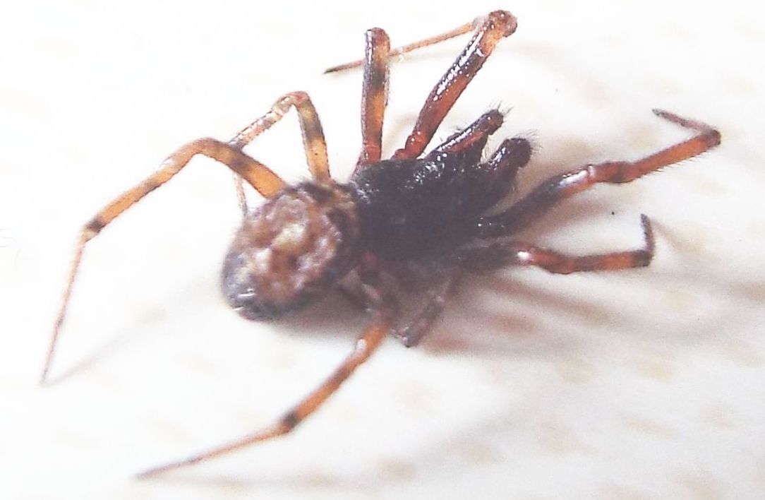 Steatoda bipunctata - Vigo di Fassa (TN)